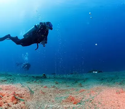 Plongée bulles Largahan à Apo Island